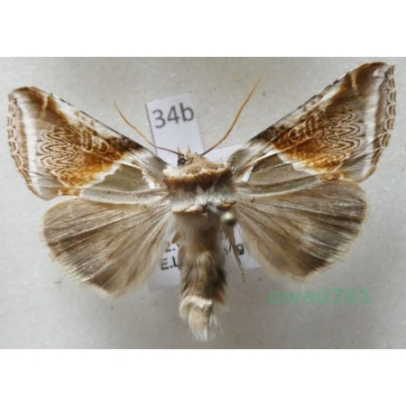 Habrosyne pyritoides (Hufnagel, 1766) Pluszówka agatka Czech34b